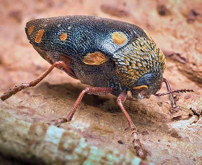 Namib Desert Beetle