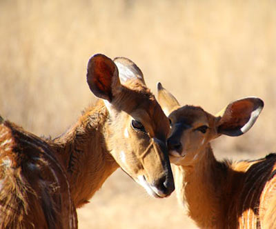 Nayala-Warmbad, LP, South Africa