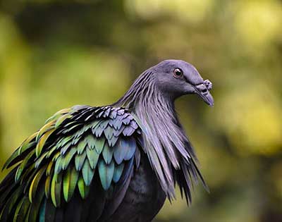 Nicobar Pigeon