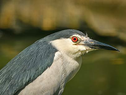 Night Heron