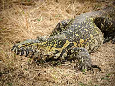 Nile Monitor