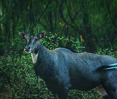 nilgai