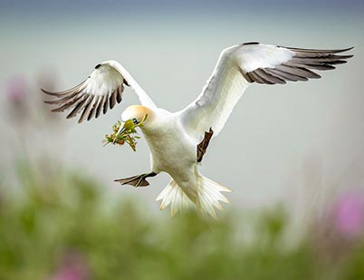 Northern Gannet