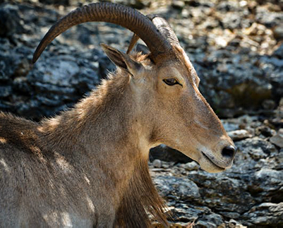 Nubian Ibex