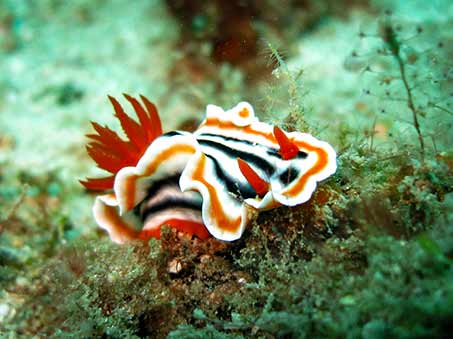 Nudibranch