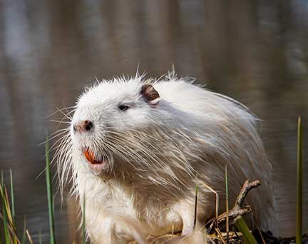 Nutria