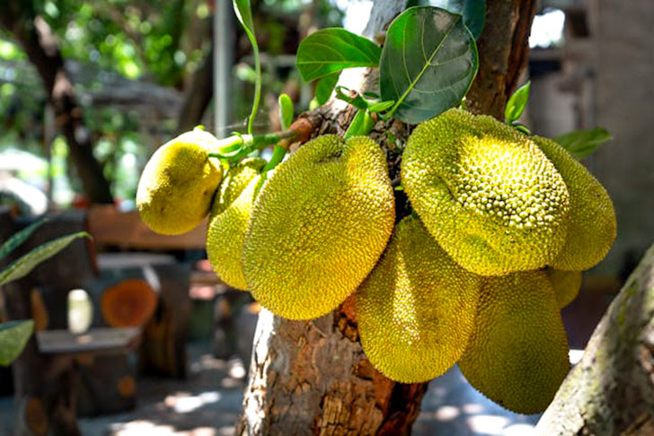 jackfruit
