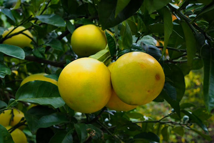 japanese Persimmons on Tree Branch in Tokyo