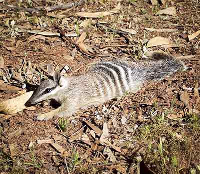 Numbat